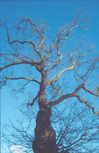 Family Tree